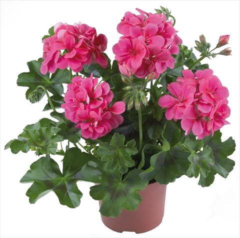 Photo de variété de fleurs à utiliser comme: Patio, pot Pelargonium peltatum Dancing Idols® Candy