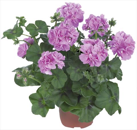 Photo de variété de fleurs à utiliser comme: Patio, pot Pelargonium peltatum Dancing Idols® Lavender