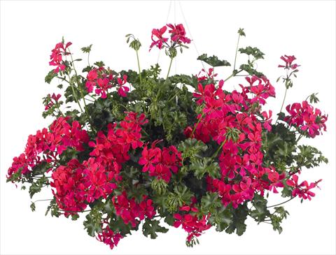 Photo de variété de fleurs à utiliser comme: Pot, patio, Suspension Pelargonium peltatum Grand Idols® Neon Pink