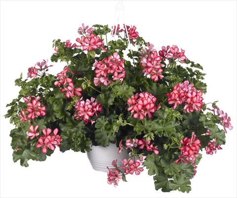 Photo de variété de fleurs à utiliser comme: Pot, patio, Suspension Pelargonium peltatum Grand Idols® Red Bicolor