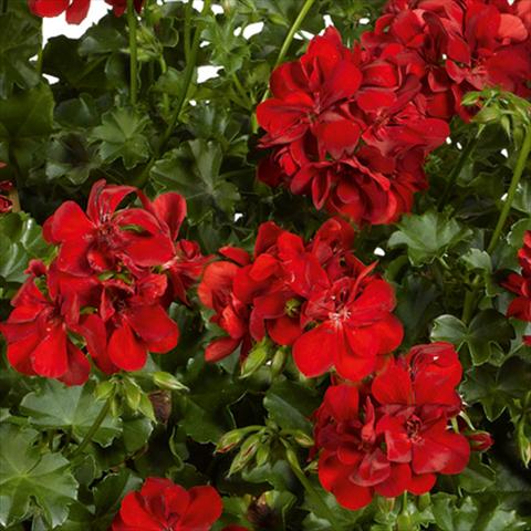Photo de variété de fleurs à utiliser comme: Pot, patio, Suspension Pelargonium peltatum pac® Ruby Rosso vivace