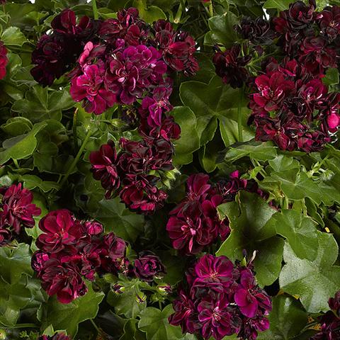 Photo de variété de fleurs à utiliser comme: Pot, patio, Suspension Pelargonium peltatum pac® Tommy Rosso borgogna scuro