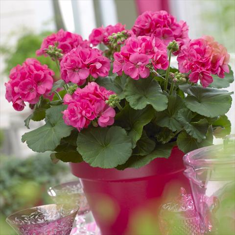 Photo de variété de fleurs à utiliser comme: Patio, pot Pelargonium zonale Master Idols® Coral