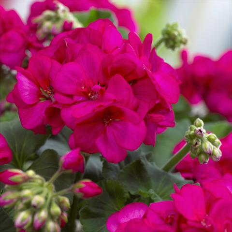 Photo de variété de fleurs à utiliser comme: Patio, pot Pelargonium zonale Master Idols® Neon Purple
