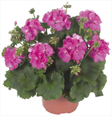 Photo de variété de fleurs à utiliser comme: Patio, pot Pelargonium zonale Master Idols® Pink