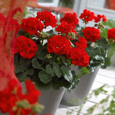 Photo de variété de fleurs à utiliser comme: Patio, pot Pelargonium zonale Master Idols® Scarlet Red