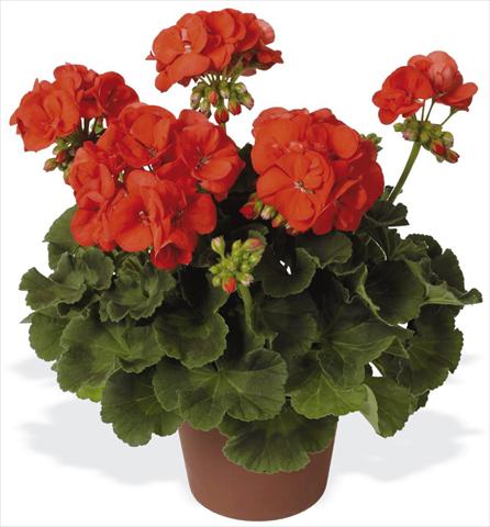 Photo de variété de fleurs à utiliser comme: Patio, pot Pelargonium zonale pac® Schocking Orange