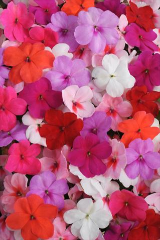 Photo de variété de fleurs à utiliser comme: Pot et Plante à massif Impatiens walleriana Impreza™ Formula Mixture