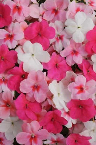 Photo de variété de fleurs à utiliser comme: Pot et Plante à massif Impatiens walleriana Impreza™ Pink Spring Mixture