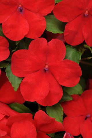 Photo de variété de fleurs à utiliser comme: Pot et Plante à massif Impatiens walleriana Impreza™ Red