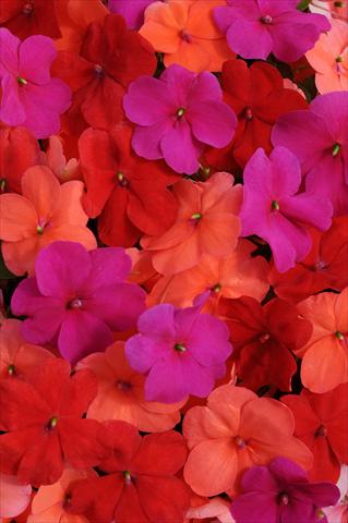 Photo de variété de fleurs à utiliser comme: Pot et Plante à massif Impatiens walleriana Impreza™ South Beach Mixture