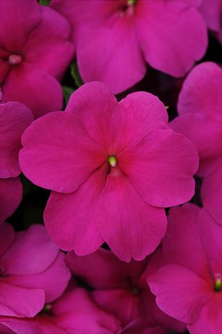 Photo de variété de fleurs à utiliser comme: Pot et Plante à massif Impatiens walleriana Impreza™ Violet