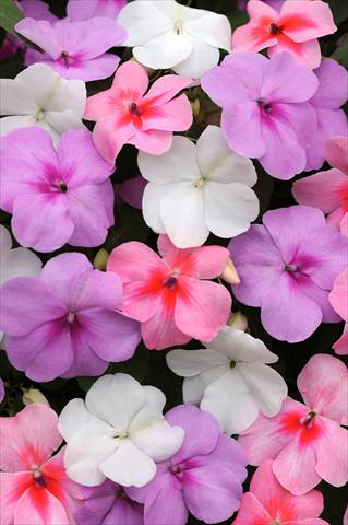 Photo de variété de fleurs à utiliser comme: Pot et Plante à massif Impatiens walleriana Impreza™ Water Color Mixture