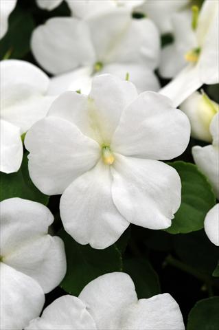 Photo de variété de fleurs à utiliser comme: Pot et Plante à massif Impatiens walleriana Impreza™ White