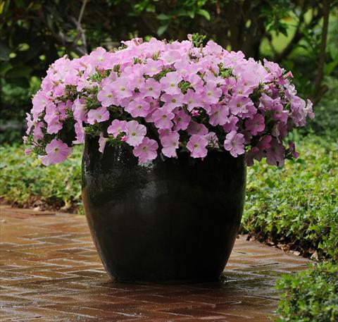 Photo de variété de fleurs à utiliser comme: Plante à massif, pot ou Suspension Petunia x hybrida Easy Wave Mystic Pink Improved