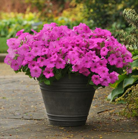 Photo de variété de fleurs à utiliser comme: Pot, patio, Suspension Petunia x hybrida Easy Wave Neon