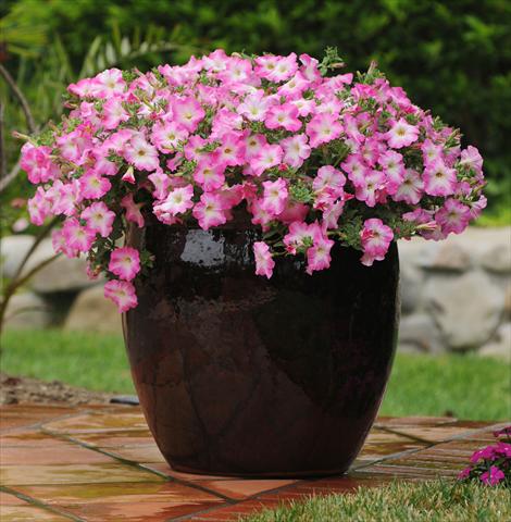 Photo de variété de fleurs à utiliser comme: Plante à massif, pot ou Suspension Petunia x hybrida Easy Wave Pink Dawn