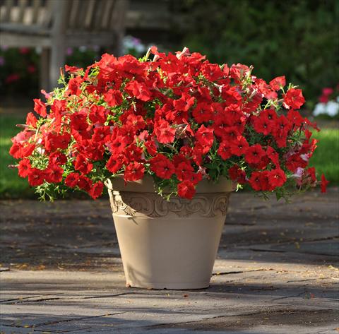 Photo de variété de fleurs à utiliser comme: Plante à massif, pot ou Suspension Petunia x hybrida Easy Wave Red Improved