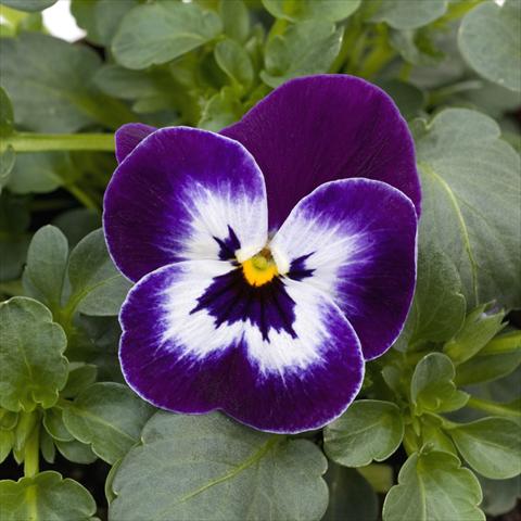 Photo de variété de fleurs à utiliser comme: Pot et Plante à massif Viola cornuta Sorbet™ Purple Face XP