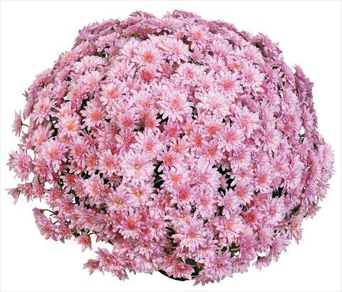 Photo de variété de fleurs à utiliser comme: Pot et Plante à massif Chrysanthemum Aelya