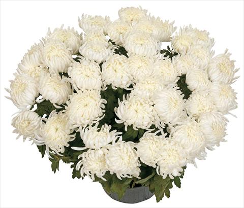 Photo de variété de fleurs à utiliser comme: Pot et Plante à massif Chrysanthemum Bilkis