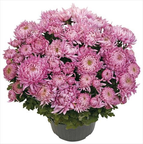 Photo de variété de fleurs à utiliser comme: Pot et Plante à massif Chrysanthemum Calenza Rosa