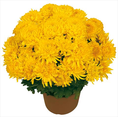 Photo de variété de fleurs à utiliser comme: Pot et Plante à massif Chrysanthemum Diego Giallo