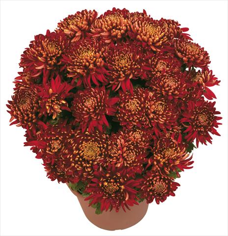 Photo de variété de fleurs à utiliser comme: Pot et Plante à massif Chrysanthemum Diego Rosso