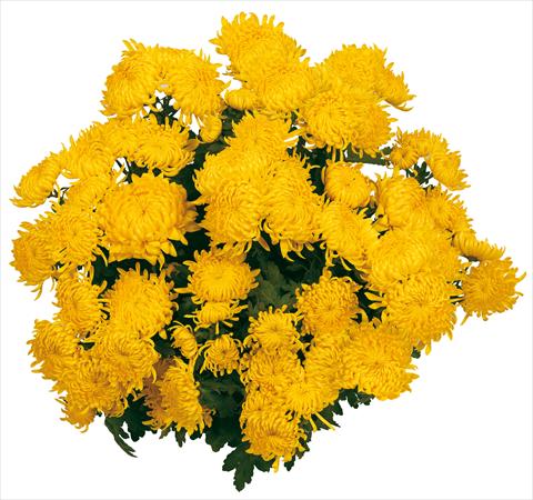 Photo de variété de fleurs à utiliser comme: Pot et Plante à massif Chrysanthemum Soleil Voile
