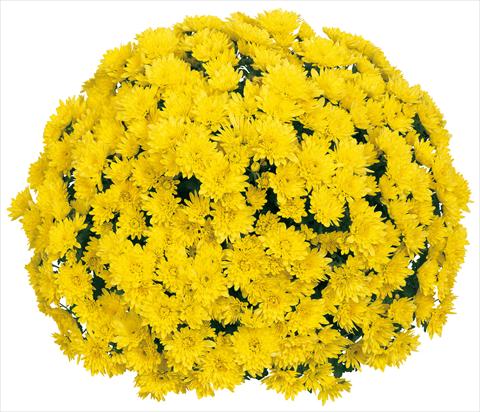 Photo de variété de fleurs à utiliser comme: Pot et Plante à massif Chrysanthemum Souridor
