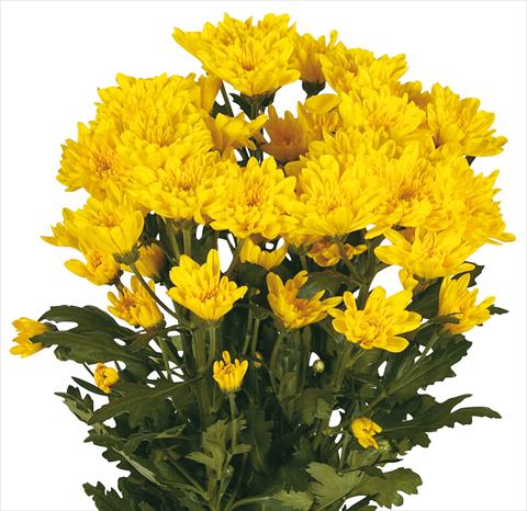 Photo de variété de fleurs à utiliser comme: Fleur coupée Chrysanthemum Amadores