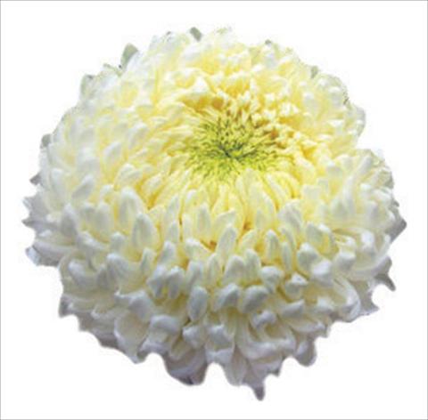 Photo de variété de fleurs à utiliser comme: Fleur coupée Chrysanthemum Apollo