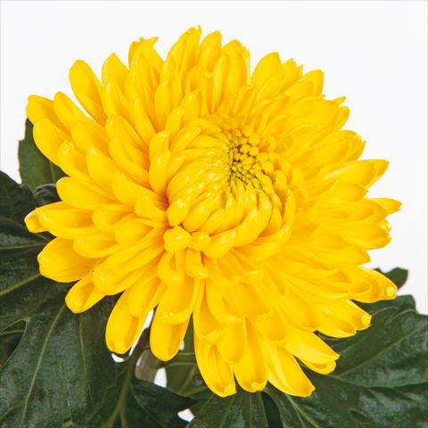 Photo de variété de fleurs à utiliser comme: Fleur coupée Chrysanthemum Fuego Yellow