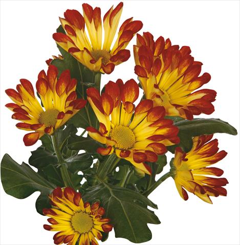 Photo de variété de fleurs à utiliser comme: Fleur coupée Chrysanthemum Roma Dark