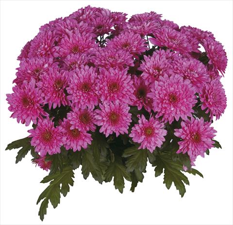 Photo de variété de fleurs à utiliser comme: Fleur coupée Chrysanthemum Safin Purple