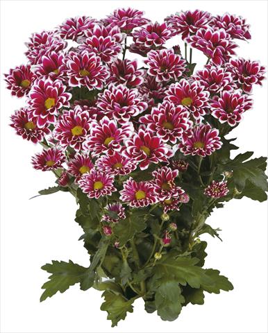 Photo de variété de fleurs à utiliser comme: Fleur coupée Chrysanthemum Tequila