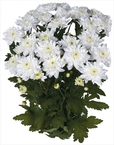 Photo de variété de fleurs à utiliser comme: Fleur coupée Chrysanthemum Topaz