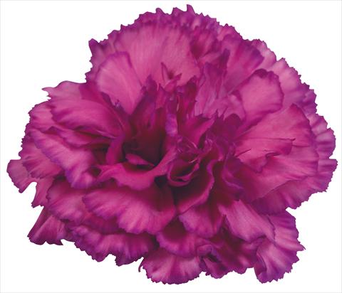 Photo de variété de fleurs à utiliser comme: Fleur coupée Dianthus caryophyllus Bernini Fantasi Viola