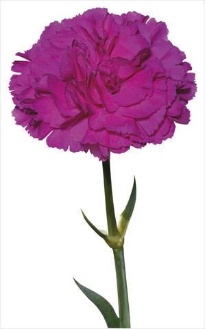Photo de variété de fleurs à utiliser comme: Fleur coupée Dianthus caryophyllus Lorrain