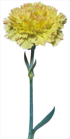Photo de variété de fleurs à utiliser comme: Fleur coupée Dianthus caryophyllus Pollaiolo