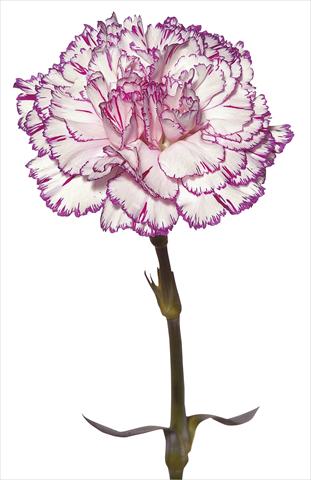 Photo de variété de fleurs à utiliser comme: Fleur coupée Dianthus caryophyllus Tico Tico Fantasi Nuova