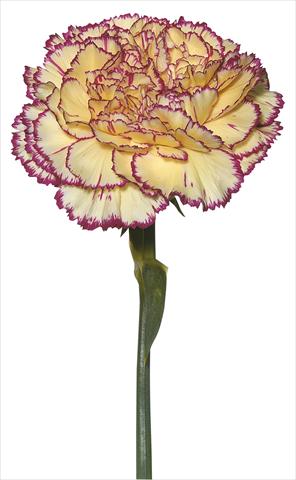 Photo de variété de fleurs à utiliser comme: Fleur coupée Dianthus caryophyllus Tico Tico Giallo Porpora