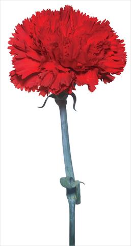 Photo de variété de fleurs à utiliser comme: Fleur coupée Dianthus caryophyllus Vincidor