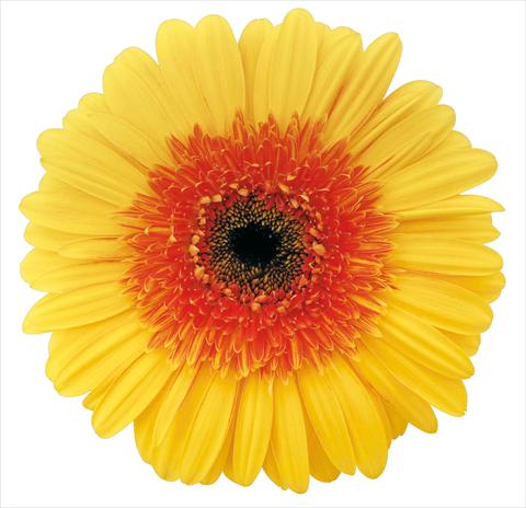 Photo de variété de fleurs à utiliser comme: Fleur coupée Gerbera jamesonii Brandy