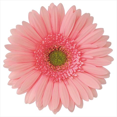 Photo de variété de fleurs à utiliser comme: Fleur coupée Gerbera jamesonii Domitille