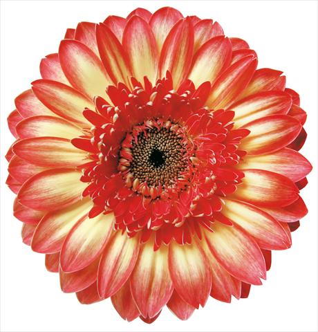 Photo de variété de fleurs à utiliser comme: Fleur coupée Gerbera jamesonii Marisol