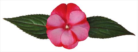 Photo de variété de fleurs à utiliser comme: Pot et Plante à massif Impatiens N. Guinea Paradise® Amuna