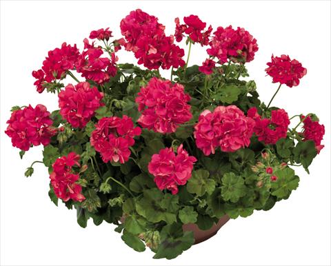 Photo de variété de fleurs à utiliser comme: Pot, patio, Suspension Pelargonium peltatum Universe Amaltea