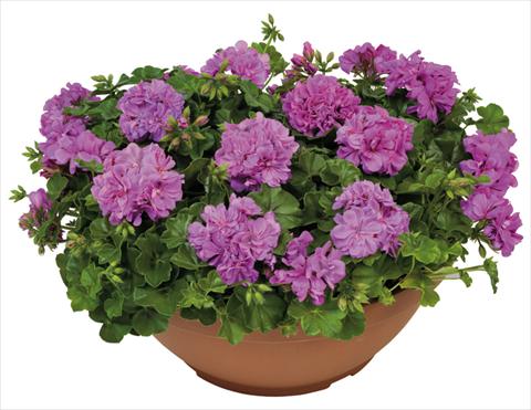 Photo de variété de fleurs à utiliser comme: Pot, patio, Suspension Pelargonium peltatum Universe Ametista