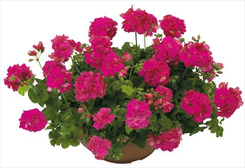 Photo de variété de fleurs à utiliser comme: Pot, patio, Suspension Pelargonium peltatum Universe Compact Tebe